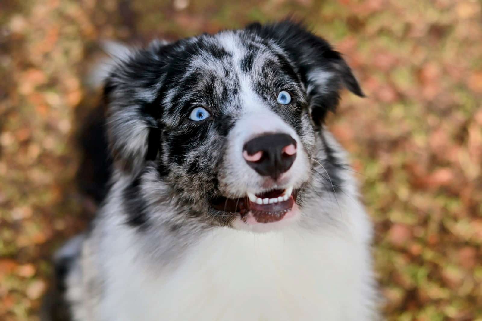 Hund Jax mit blauem Blick