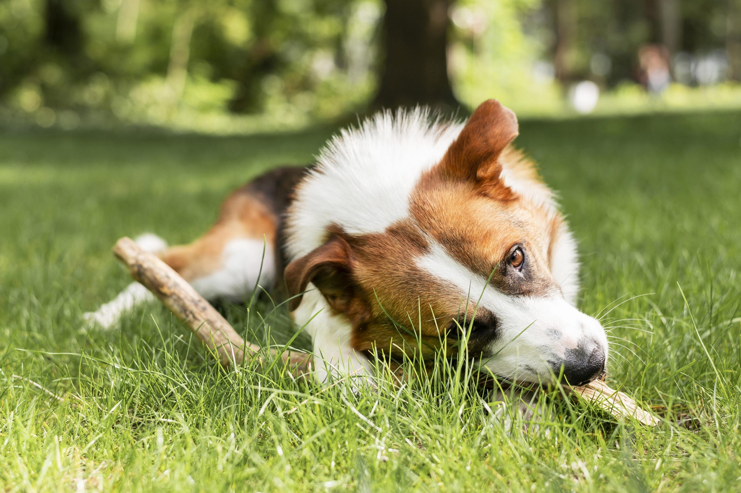 Hundefotografie Paket