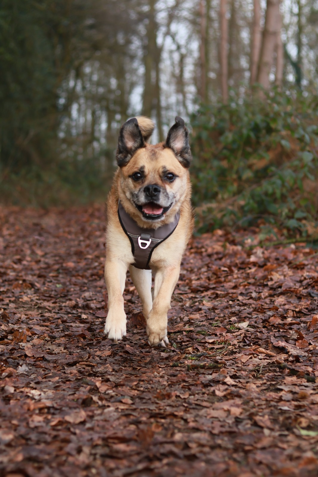 Hund bei natürlichem Outdoor-Shooting