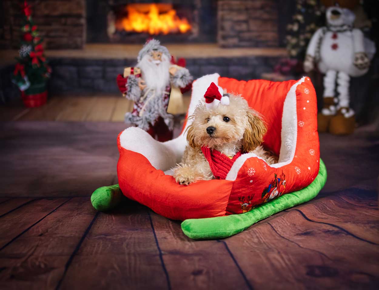 Stimmungsvolle Hundefotografie bei einer Weihnachtsaktion