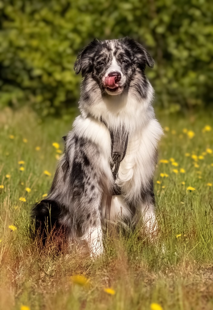 Hund mit natürlichem Ausdruck beim Outdoor-Shooting