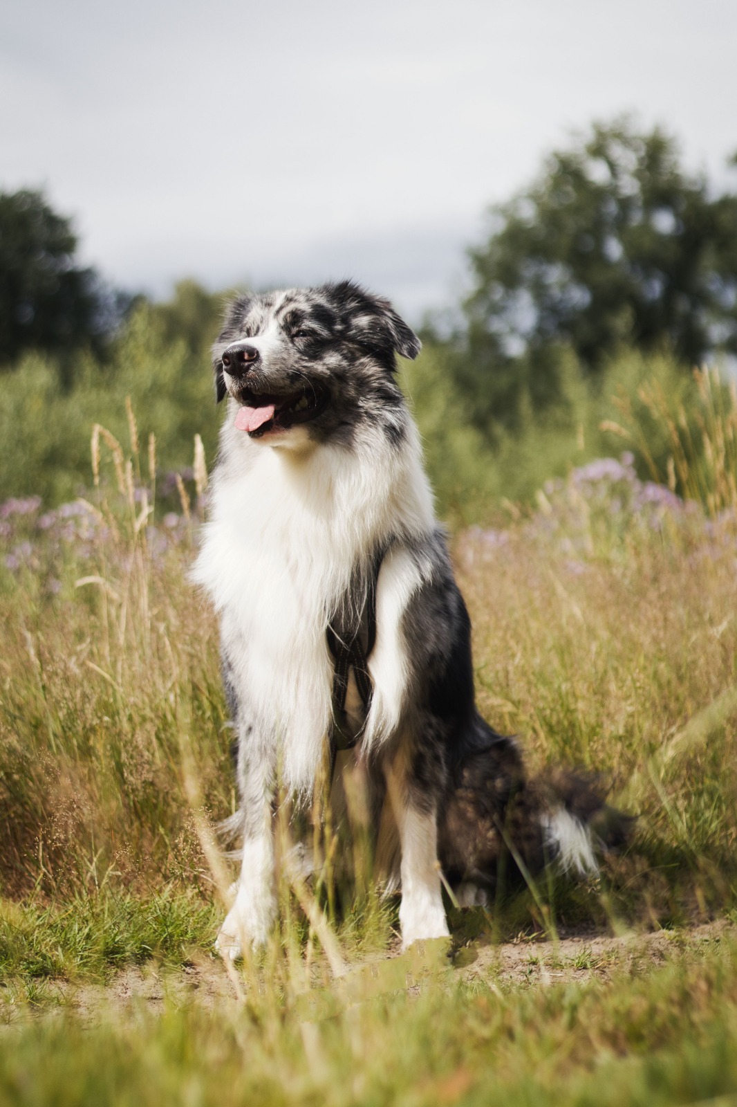 Vorher Bild Australian Shepherd