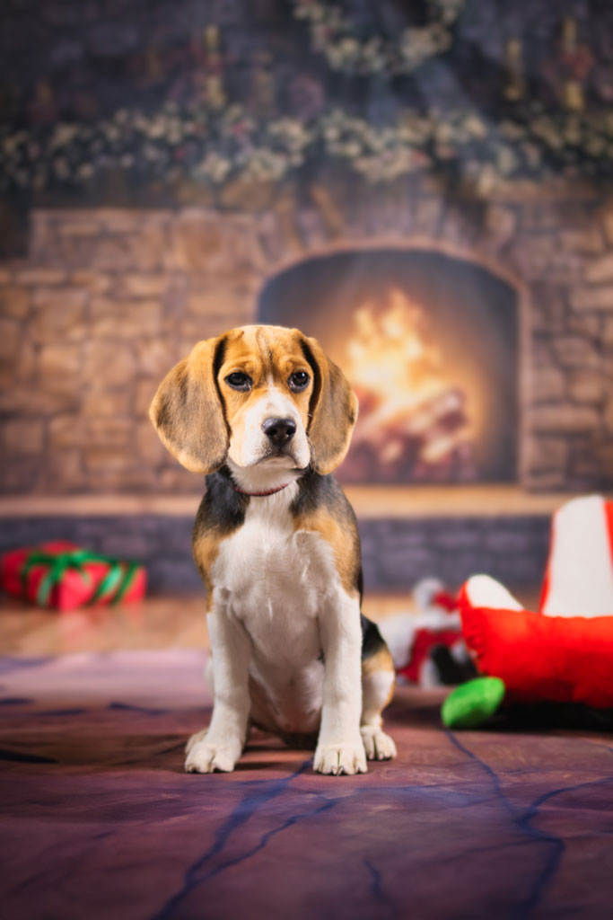 Hund im Studio mit sanftem Blick