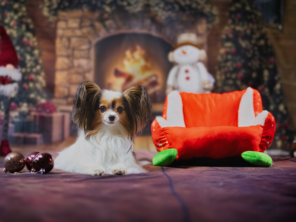 Hund im Studio mit klarem Ausdruck