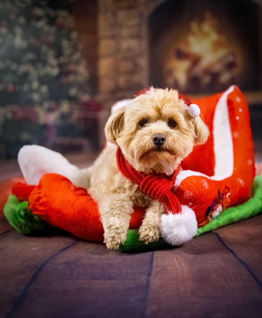 Hund im Studio bei ruhigem Porträt