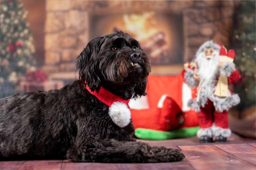 Feine Studioaufnahme eines Hundes