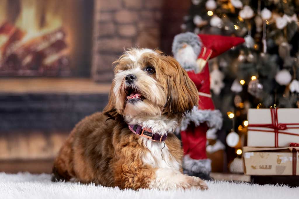 Hund im Studio mit ruhiger Präsenz
