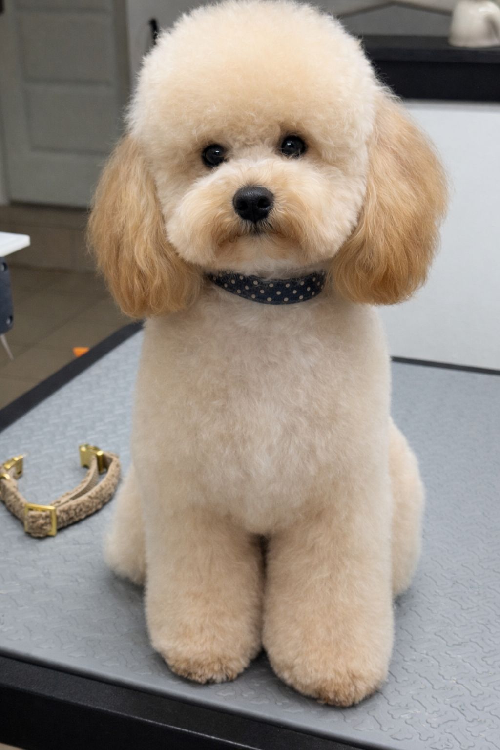 Vorher Bild Toy Pudel