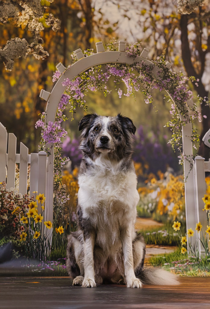Hund im Studio mit ruhigem Ausdruck