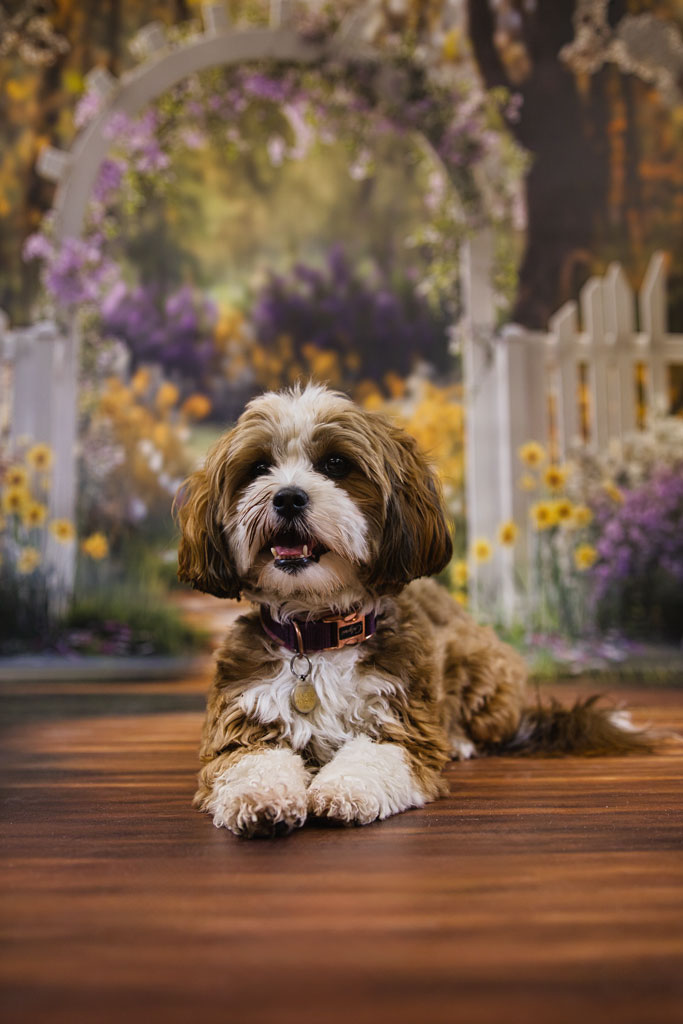 Hund im Studio mit ausdrucksvollem Blick