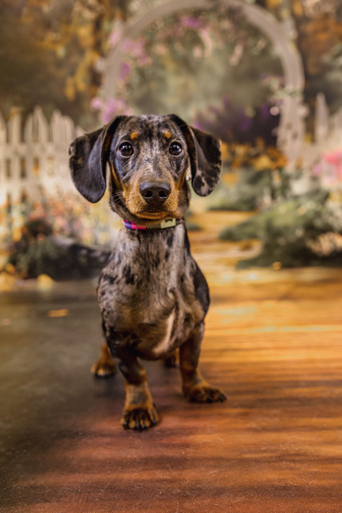 Hund im Studio mit sanfter Stimmung