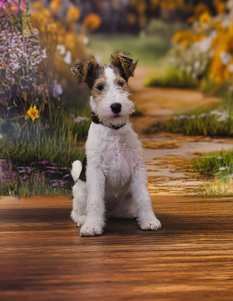 Hund im Studio bei feinem Porträt